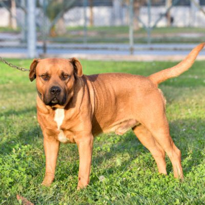 Boerboel