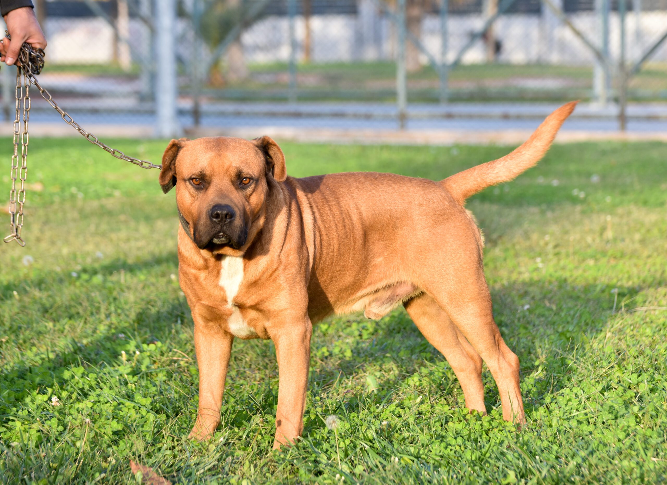 Boerboel Adoption Guide