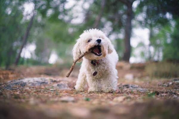 Bolognese Dog Walking Outdoors Carrying A Small Stick