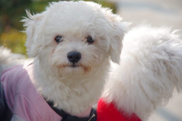 Bolognese Puppy Close Up Portrait With Fluffy White Coat