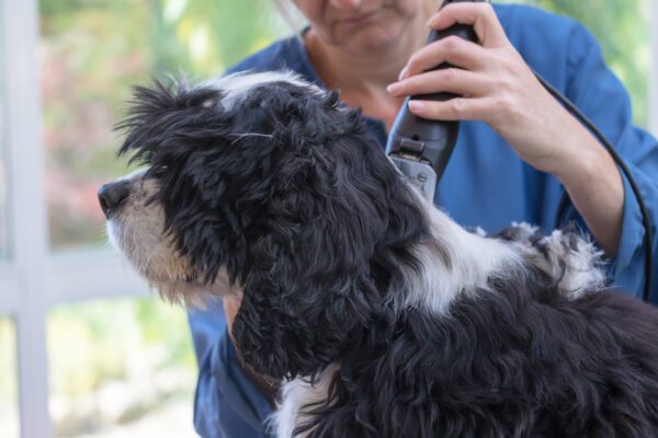 Bordoodle Dog Being Groomed With Electric Clippers
