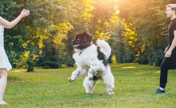 Bordoodle Dog Running Across Grassy Park At Sunset