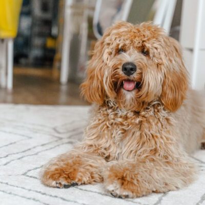 Bordoodle