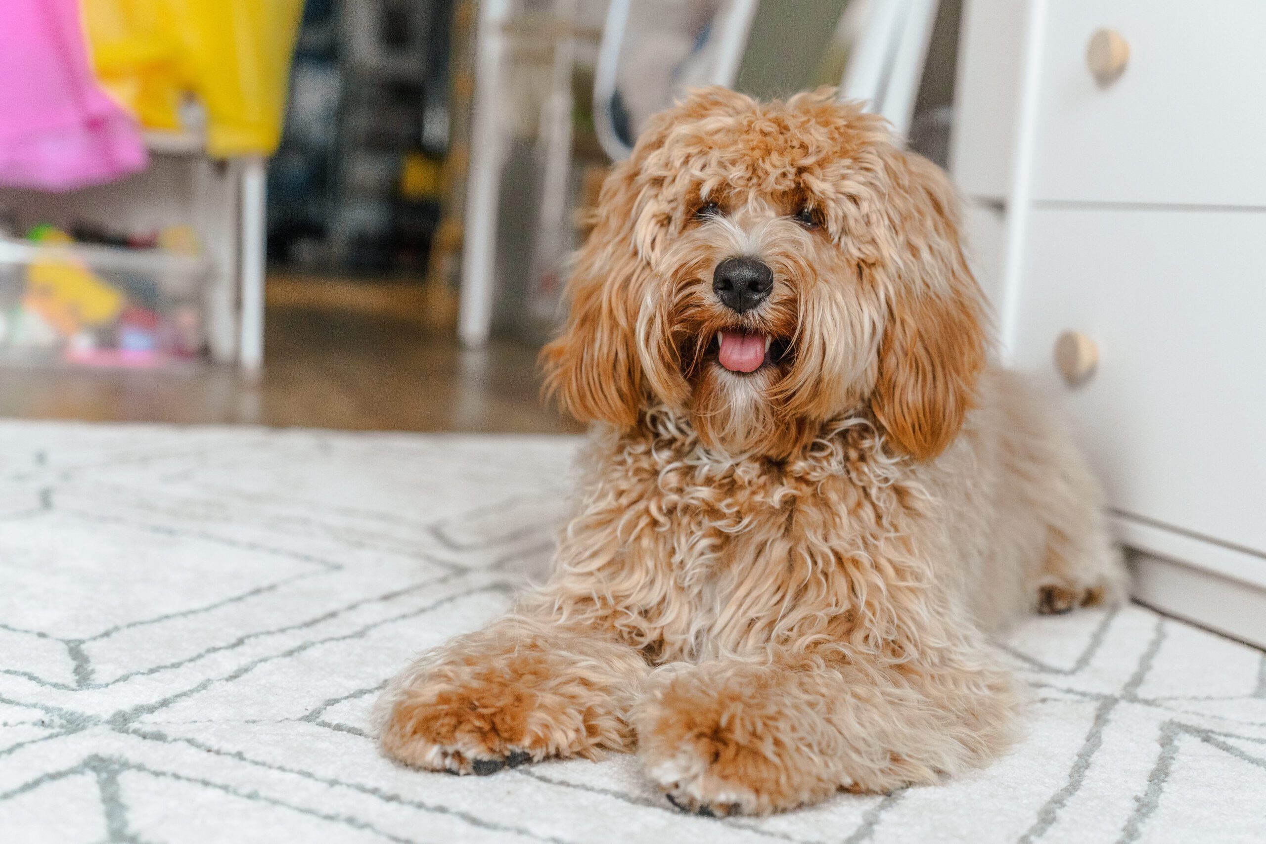 Bordoodle Adoption Guide