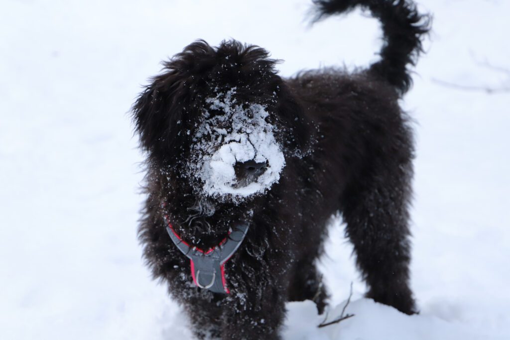 Bordoodle Dog Standing In Snow With Curly Black Coat