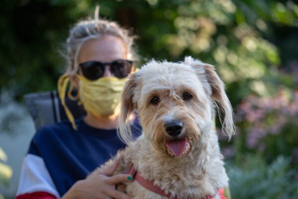 Bordoodle Dog With Owner Sitting Outdoors In Park