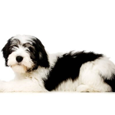 Bordoodle