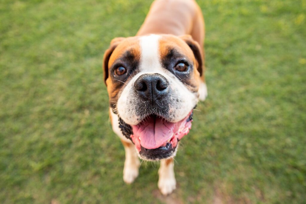 Boxer Dog Close Up Portrait With Expressive Eyes And White Muzzle