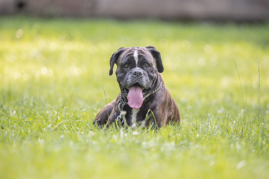 Boxer Dog Lying On Green Grass With Tongue Out