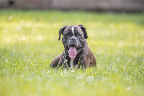 Boxer Dog Lying On Green Grass With Tongue Out