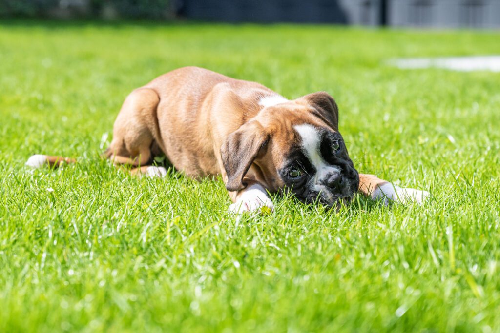 Boxer Dog Puppy Lying On Grass