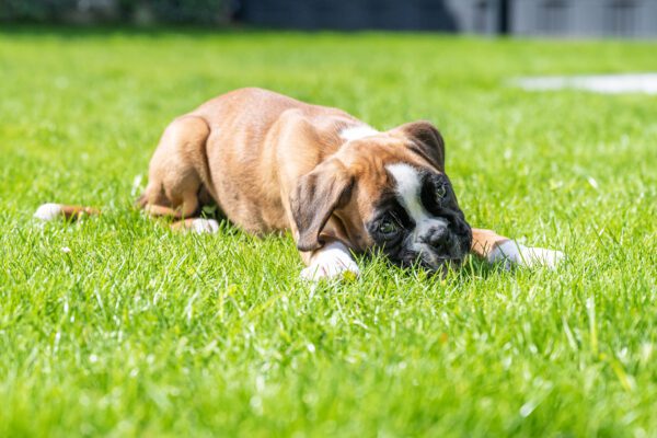 Boxer Dog Puppy Lying On Grass