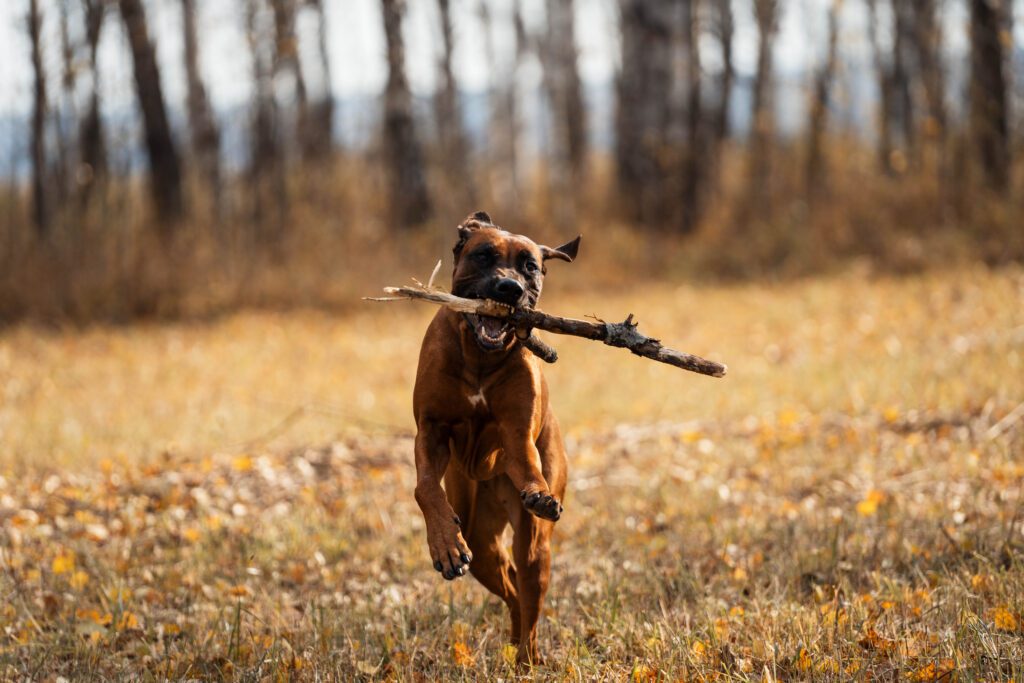 Boxer Dog Running Through Autumn Forest Carrying Stick In Mouth