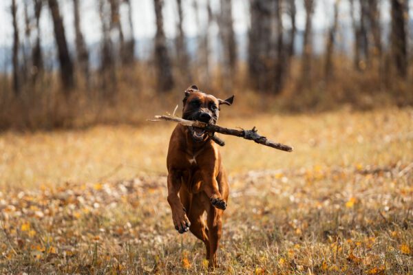 Boxer Dog Running Through Autumn Forest Carrying Stick In Mouth