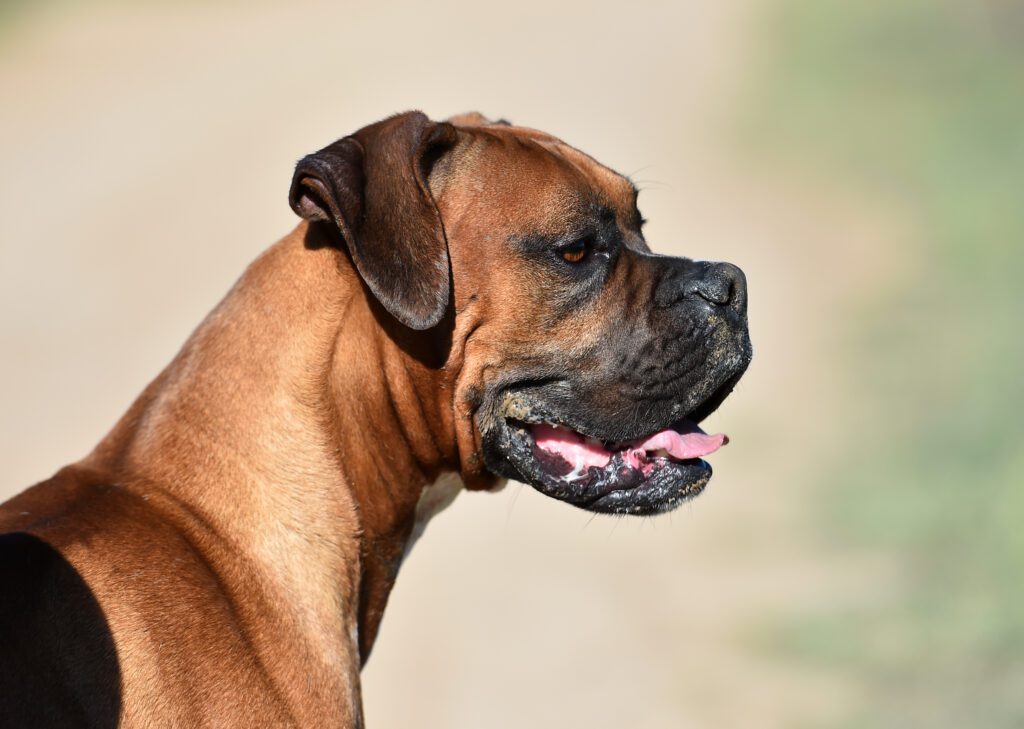 Boxer Dog Side Profile Portrait With Fawn Coat And Black Mask