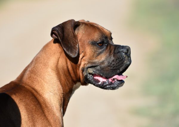 Boxer Dog Side Profile Portrait With Fawn Coat And Black Mask