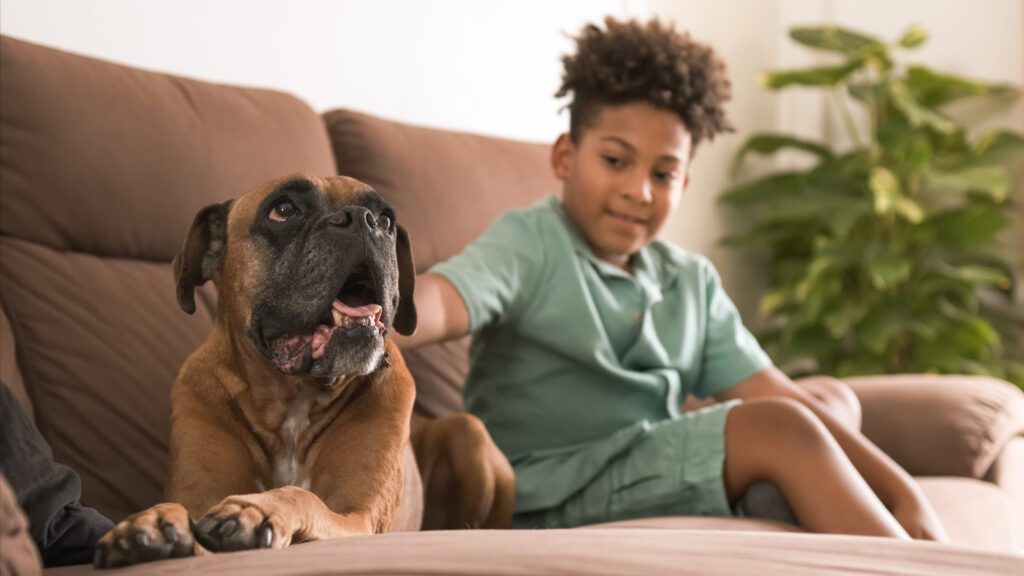 Boxer Dog Sitting Beside Young Boy On Couch At Home
