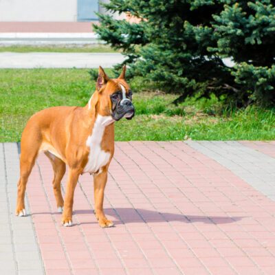 Boxer