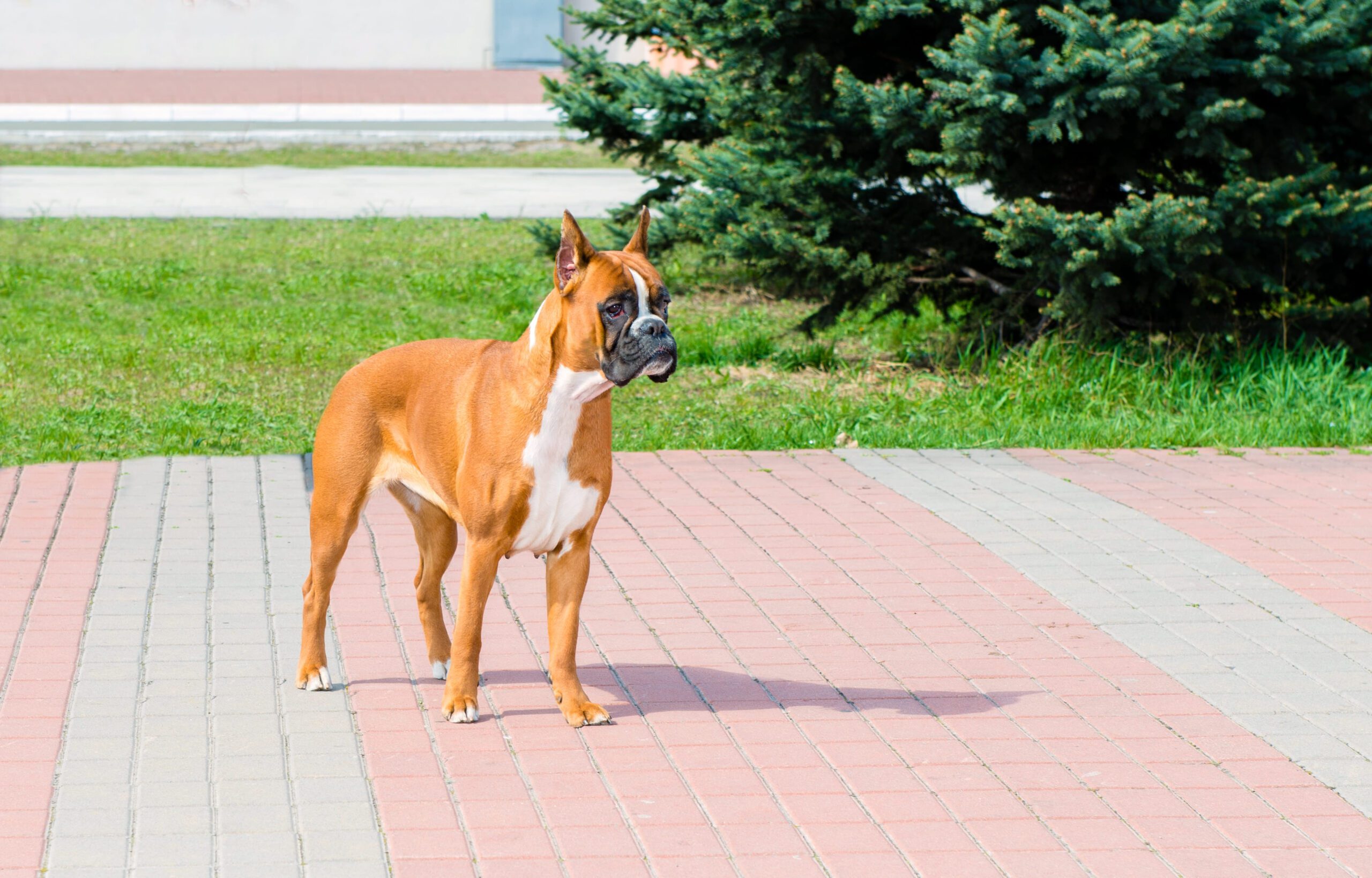Boxer Adoption Guide