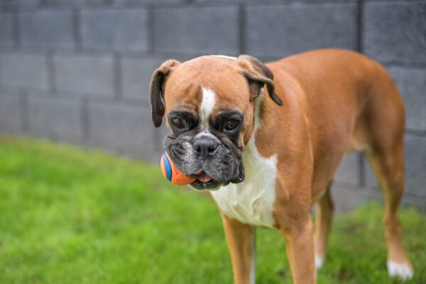 Boxer Dog Standing With Ball In Mouth On Grassy Field