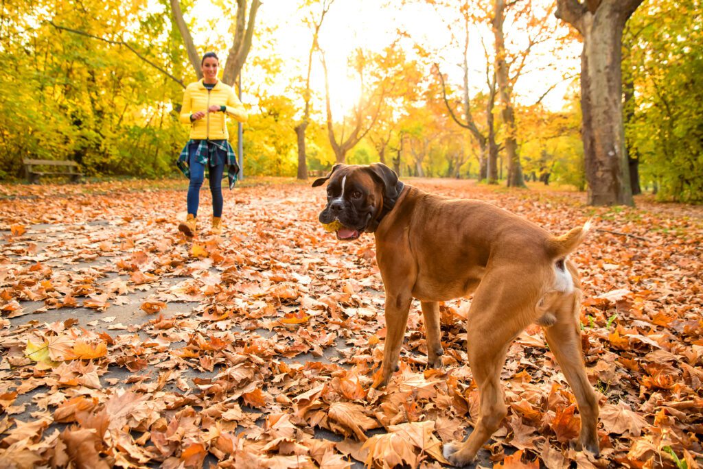 Boxer Dog Walking With Child Through Autumn Park With Fallen Leaves