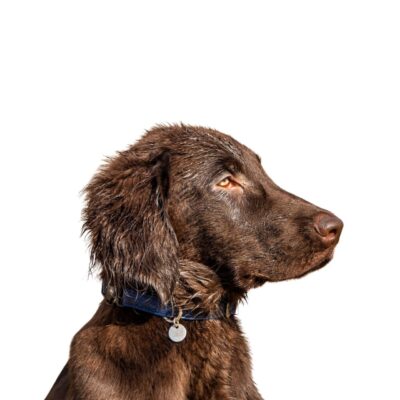 Boykin Spaniel