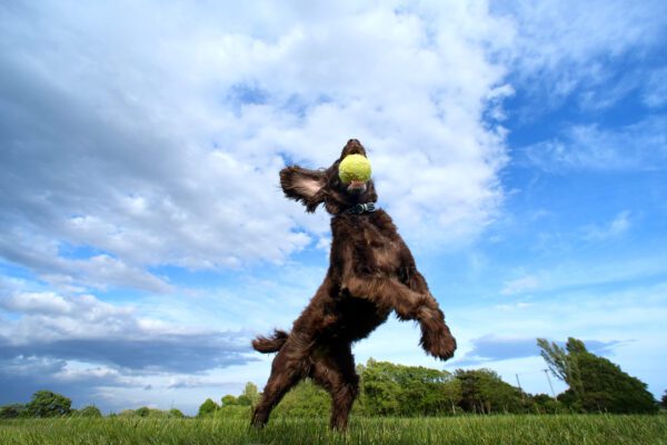 Boykin Spaniel Jumping High In Air Catching Toy Against Blue Sky
