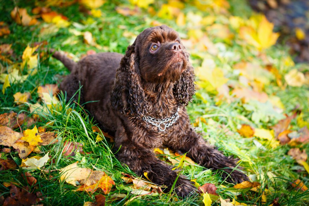 How To Adopt a Boykin Spaniel in Colorado