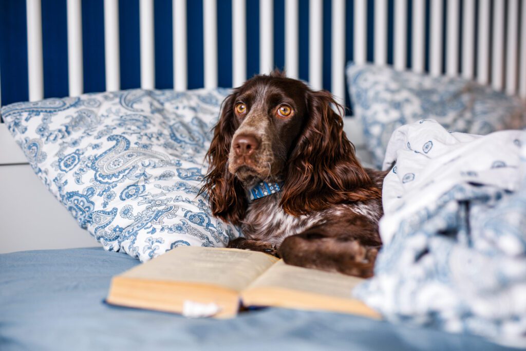 Boykin Spaniel Lying On Bed Next To Open Book Indoors