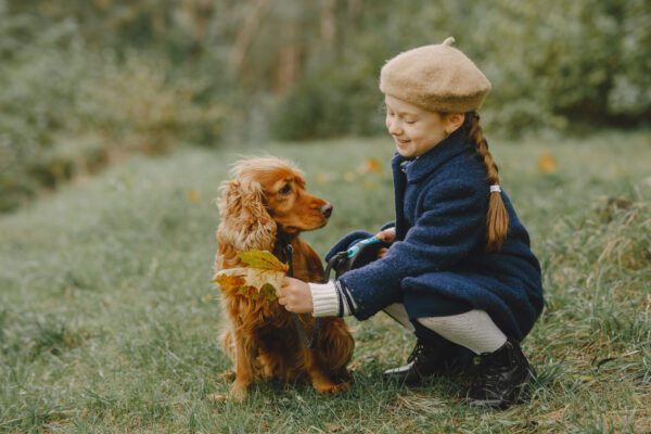 Boykin Spaniel Puppy Playing With Young Child In Park