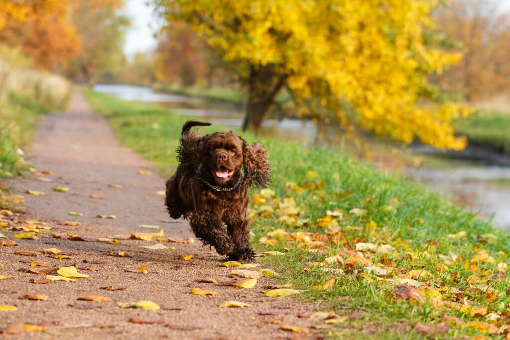 Boykin Spaniel Running Along Autumn Path With Colorful Trees