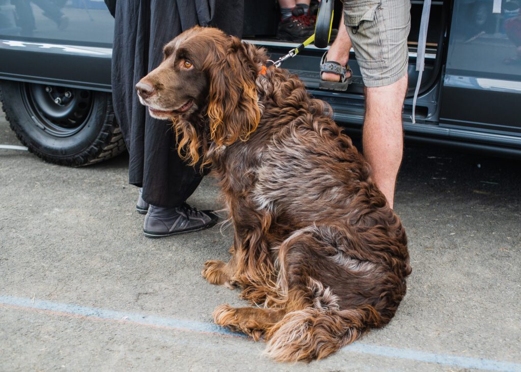Boykin Spaniel Sitting Beside Owner Near Vehicle Outdoors
