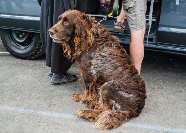 Boykin Spaniel Sitting Beside Owner Near Vehicle Outdoors