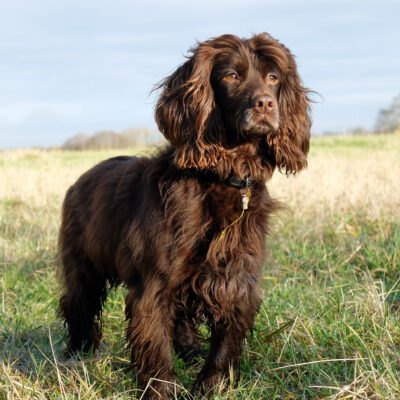 Boykin Spaniel