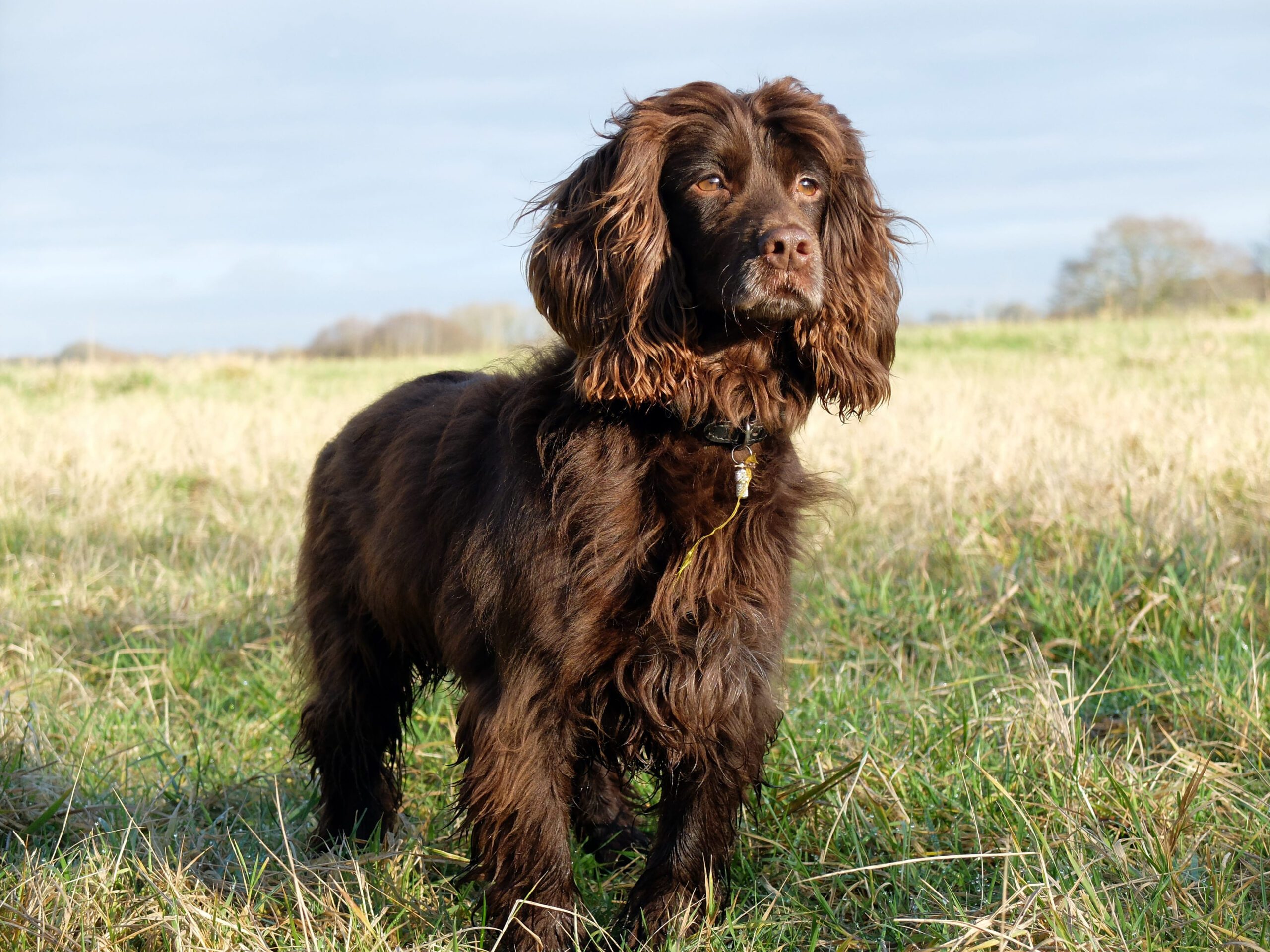 Boykin Spaniel Adoption Guide