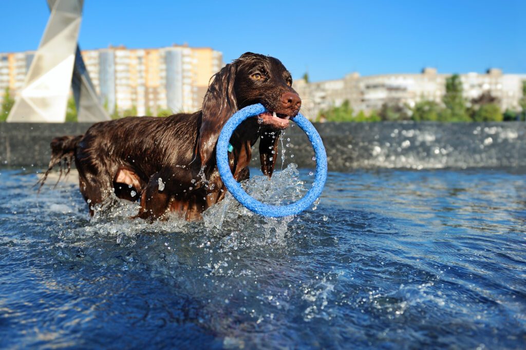 Boykin Spaniel Swimming In Water Holding Blue Ring Toy