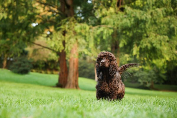 Boykin Spaniel Walking Through Park