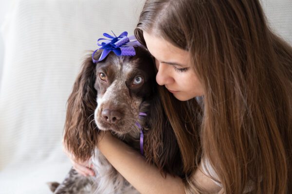 Boykin Spaniel With Purple Ribbon Being Hugged By Young Woman