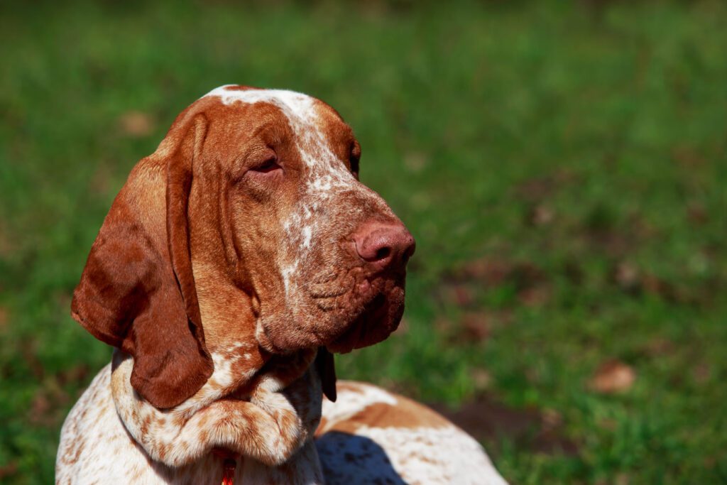 How to Adopt a Bracco Italiano
