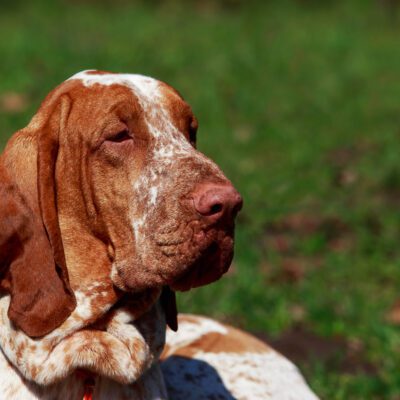 Bracco Italiano
