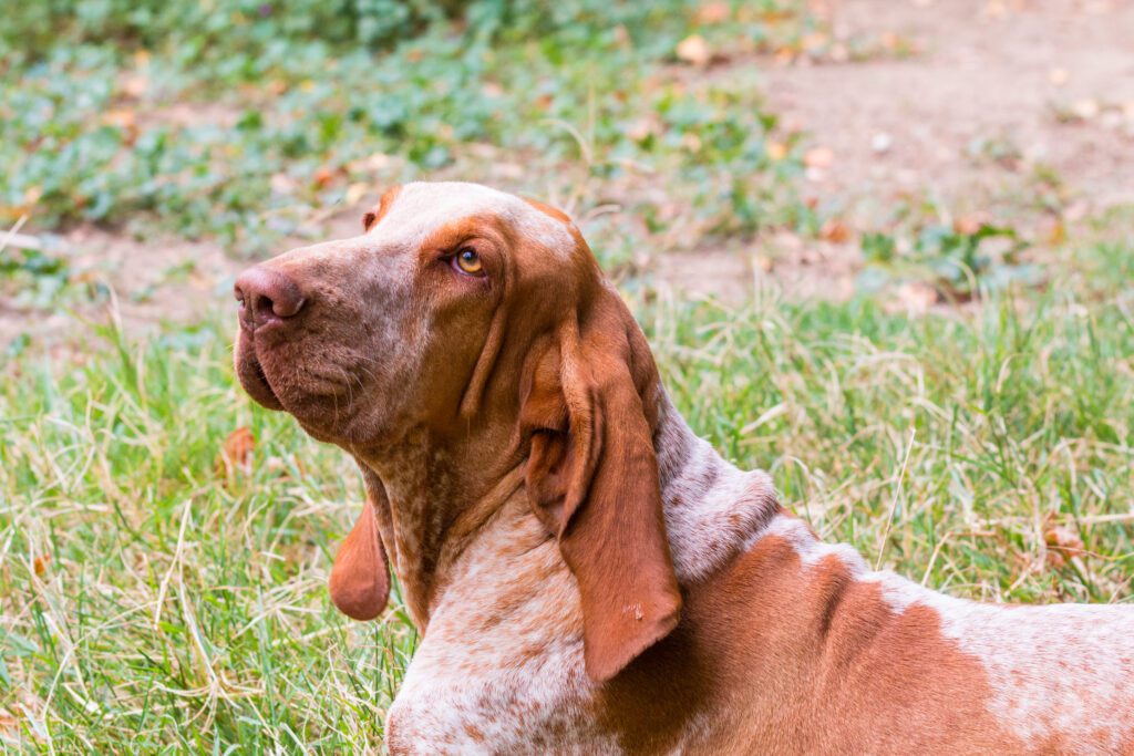 Bracco Italiano Dog Portrait Looking Upward Outdoors