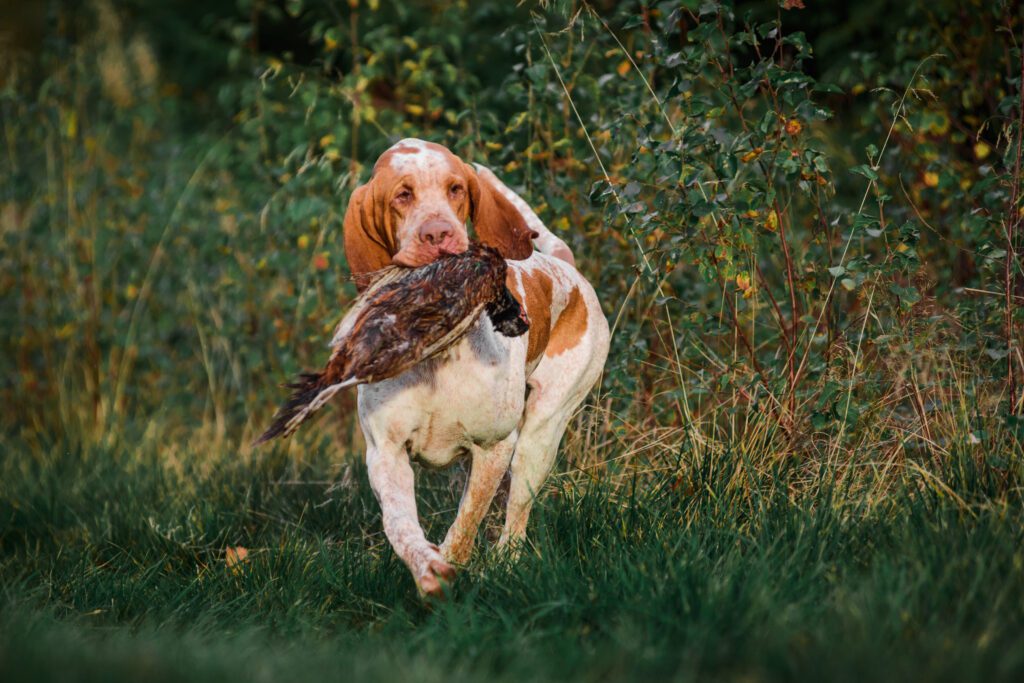 How To Adopt a Bracco Italiano in Indiana