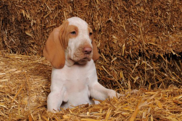 Bracco Italiano Puppy Sitting In Straw With Hay Bales Background
