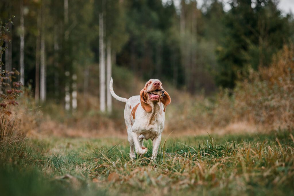 Bracco Italiano Running Through Grassy Forest With Bird On Its Mouth