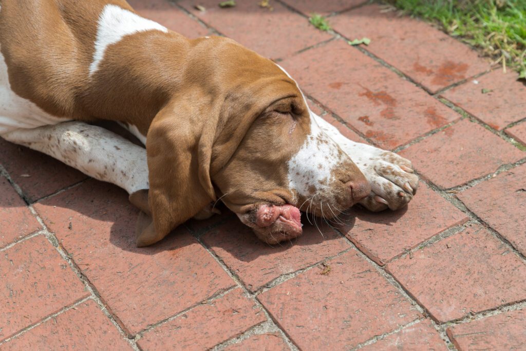 Bracco Italiano Sleeping On Brick Patio
