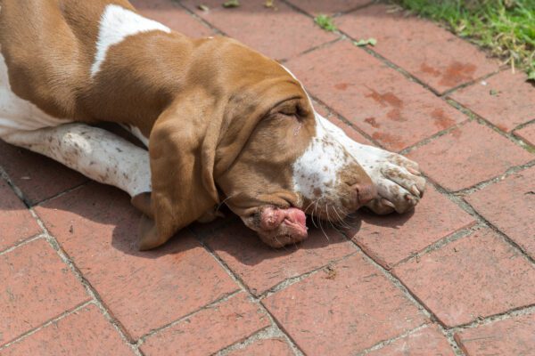 Bracco Italiano Sleeping On Brick Patio