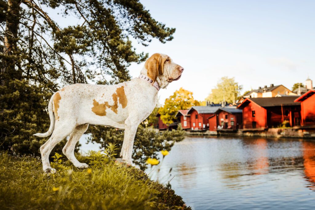 Bracco Italiano Standing Alert Beside Lake And Houses