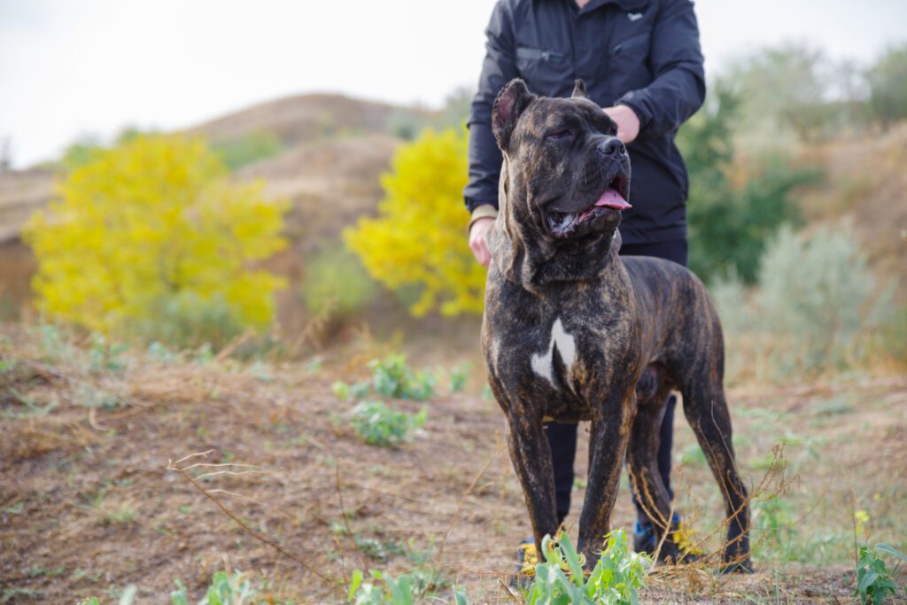 Brindle Boerboel Standing With Handler Outdoors