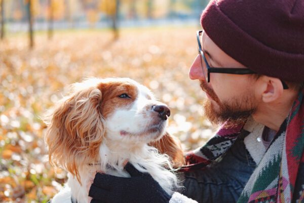 Brittany Dog Being Petted By Owner In Autumn Park