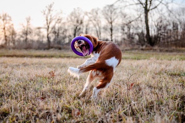 Brittany Dog Jumping In Air Catching Purple Frisbee